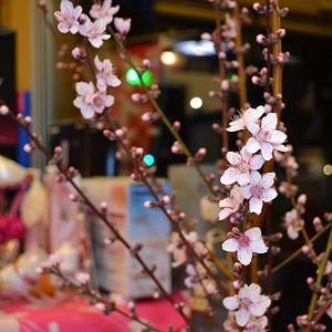 春の足音―桃の花が届きました