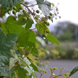 雨が続いていますが、いかがお過ごしでしょうか
