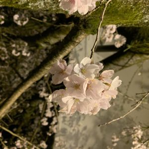 三井寺で夜桜鑑賞♪